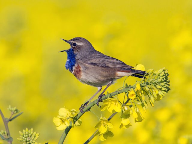 De ce cântă păsările – Pr. Iosif Trifa