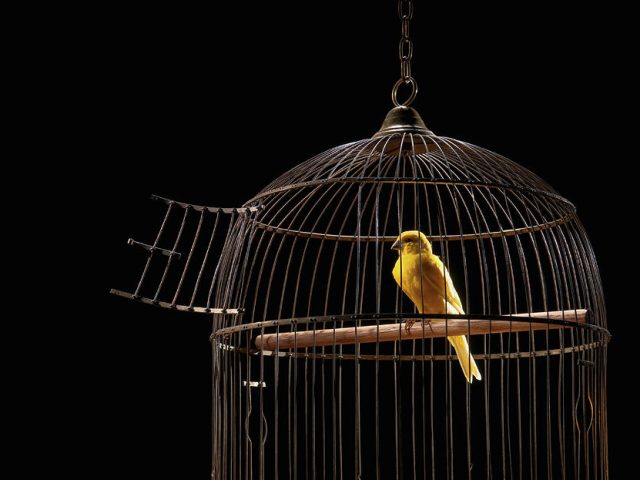 Pasărea în colivie – Pr. Iosif Trifa
