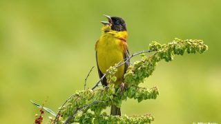 Cântările păsărilor – Pr. Iosif Trifa